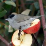 “Peanuts are a big favourite” BirdWatch Ireland on how to keep birds fed this winter